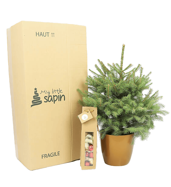 L' Épicéa Le grand sapin naturel en pot — free download